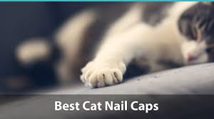 best cat nail caps reviewed rating