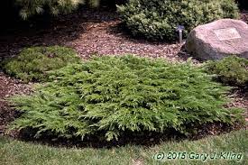 juniperus sabina calgary carpet habit