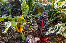 using manure in your vegetable garden