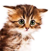 Well you're in luck, because here they come. How To Adopt Kittens 10 Kitten Adoption Do S Don Ts