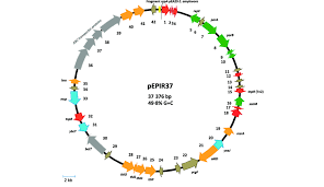 Circular Representation Of Plasmid Pepir37 Colour Chart