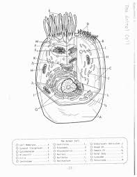 Colored parts of a plant cell diagram 7th grade wiring diagram services : Plant Cell Coloring Page Coloring Home