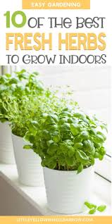 the 10 best herbs to grow indoors