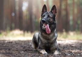 German shepherds forum since 2002 a forum community dedicated to all german shepherd owners and enthusiasts. German Shepherd Colors A Complete List Of All 13 Recognized Coat Colors All Things Dogs
