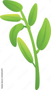 Organic Sage Icon Cartoon Vector Leaf