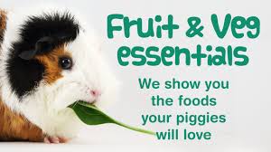 fruits vegetables can guinea pigs eat