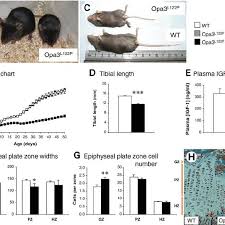 Costeff Syndrome Mice Show Postnatal Growth Retardation