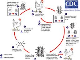 Argasidae Life Cycle