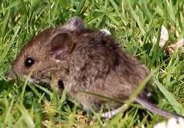 How To Keep Mice Away From Your Garden