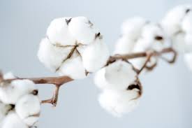 Cotton is a soft, fluffy staple fiber that grows in a boll, or protective case, around the seeds of the cotton plants of the genus gossypium in the mallow family malvaceae. Fleur De Coton Fleur De Coton Fleurs Boutique De Fleurs