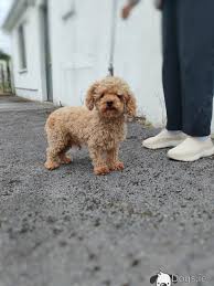 red toy poodle available for stud