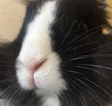 Coniglio nano alimentazione il coniglio nano è un animale erbivoro pertanto, dovresti fornirgli mangime granulato e fieno specifici che gli garantiranno la giusta quantità di fibre di cui ha bisogno. Coniglio Olandese Informazioni E Caratteristiche