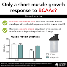 short muscle growth response to bcaas