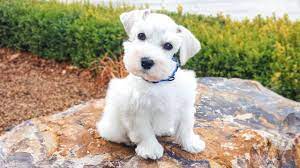 white miniature schnauzer puppy in
