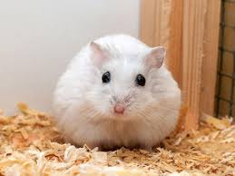 winter white dwarf hamsters facts