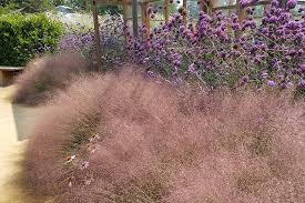 recommended native grasses for georgia