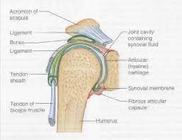 Glenohumeral (shoulder) joint explore study unit muscles of the arm and shoulder explore study unit Http Www Orthosurgery Gr Parousiasis Shoulder 119 Pdf