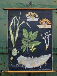 Vintage Botanical School Wall Chart By Jung Koch