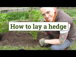 How To Plant A Garden Hedge You