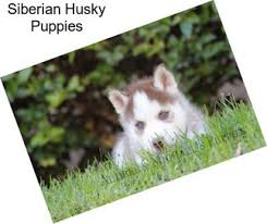 Maybe you would like to learn more about one of these? Siberian Husky Husky For Sale In Montana Agriseek Com