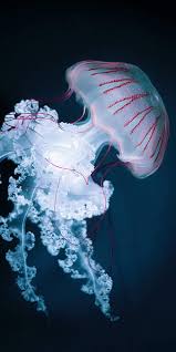 hd jellyfish wallpapers peakpx