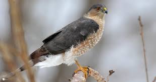 Even though the cooper's hawk is larger than a sharpie, both species are so dimorphic in size that a male cooper's and a female sharpie can weigh. Sharp Shinned Hawk Identification All About Birds Cornell Lab Of Ornithology