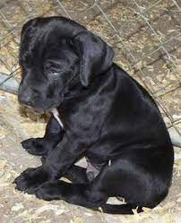 This cross breed is also known as a labradane.. Labradane Great Dane Lab Mix Info Puppies And Pictures