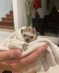 hedgehog paing tips on raising a