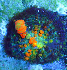 Ask about any in particular if interested. Hallelujah Bounce Shroom Is A Miracle Of Colorful Bubbles Reef Builders The Reef And Saltwater Aquarium Blog
