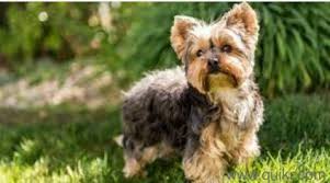 How do i choose a yorkie poo puppy? For Adoption Whatsapp 7982718444 British Yorkie Poodle Husky Puppies Available Here Quikr