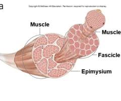 muscle tissue and organization