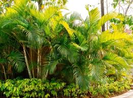 17 Small Or Dwarf Palm Trees For Home