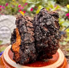 the benefits of chaga mushroom tincture