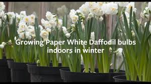 Choose 50, 100 or 200 bulbs. How To Plant Paper White Daffodil Bulbs Indoors Grow At Home Royal Horticultural Society Youtube
