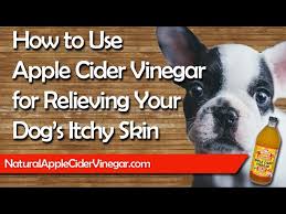 apple cider vinegar itchy dog s skin