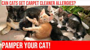 cat allergy free with carpet cleaners