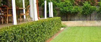 Lawn Mowing Mandurah Garden