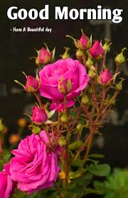 Will discuss all different types of roses in this section. 50 Good Morning Images With Rose Flowers