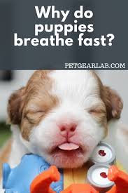 Small dogs often breathe faster than larger dog even when relaxed. Why Do Puppies Breathe Fast Should You Be Worried