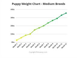 Standard Poodle Puppy Weight Growth Chart Www