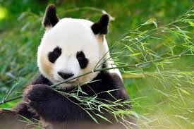Slow life' : le panda et le bambou pour une sobriété heureuse