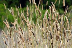 Il grano è uno dei principali cereali appartenenti alla famiglia delle graminacee ed un alimento base nella maggior parte delle diete del mondo. Allergia Graminacee Quali Sono I Sintomi E Gli Alimenti Da Evitare