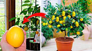 Comment faire germer des graines de citron pour obtenir un arbre magnifique  dans votre jardin - Cuisine Momix