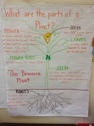 Parts And Functions Of A Plant Plant Science Teaching