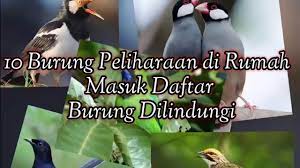 Memelihara burung memang menjadi salah satu hobi yang banyak diminati oleh masyarakat indonesia. Burung Peliharaan Dirumah Yang Dilindungi Youtube