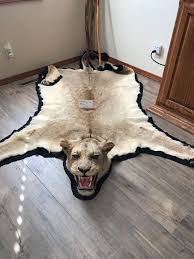 60 year old lion skin rug no just