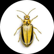 beetles exterminator how to identify