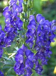 Blue Perennials For Your Garden