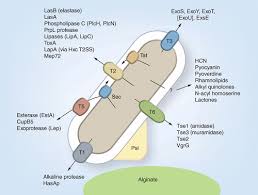 pseudomonas aeruginosa infections