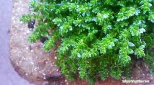 plant pick herniaria glabra it s
